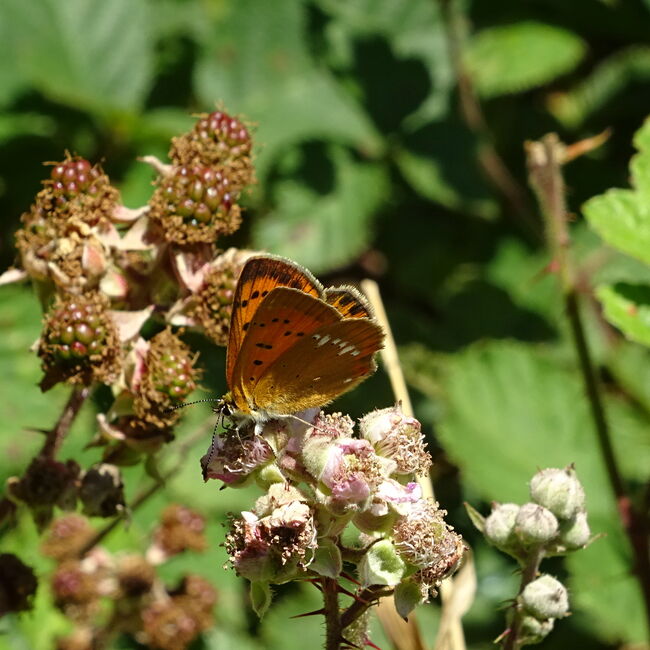 Dukantenfalter auf Brombeerbusch