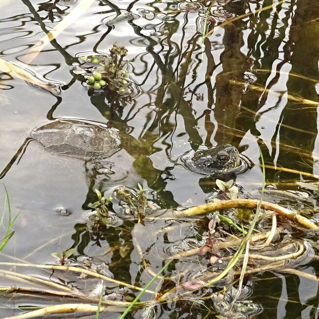 Bild einer Sumpfschildkröte die mit Kopf und Panzer teilweise aus dem Wasser ragt umgeben von Wasserpflanzen