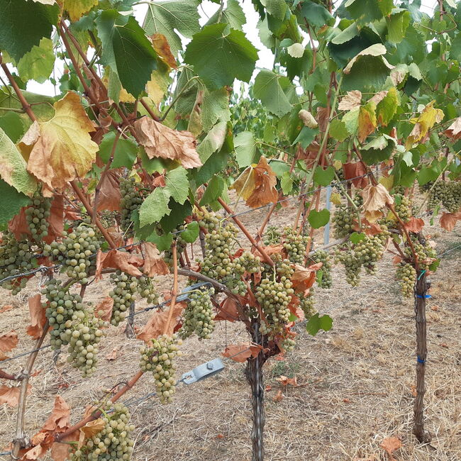 Weinrebenstöcke mit Trauben