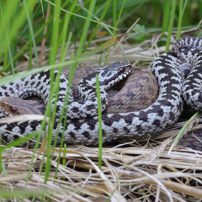 Nahaufnahme von zwei ineinander verschlungenenen Kreuzottern