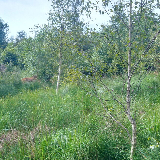 Niedermoorfläche mit hohem Grasbewuchs und vereinzelten Moorbirken