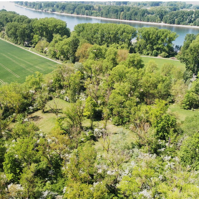 Pfeifengraswiesen umgeben von Auwald