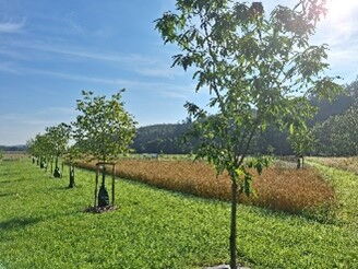 Foto mit Agroforstanlage - Bäume auf einer Wiese