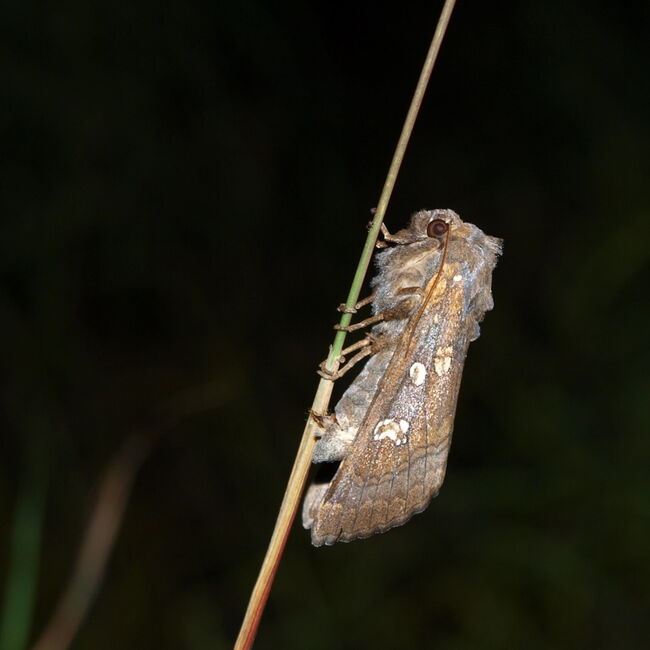 Nahaufnahme einer Haarstrangwurzeleule